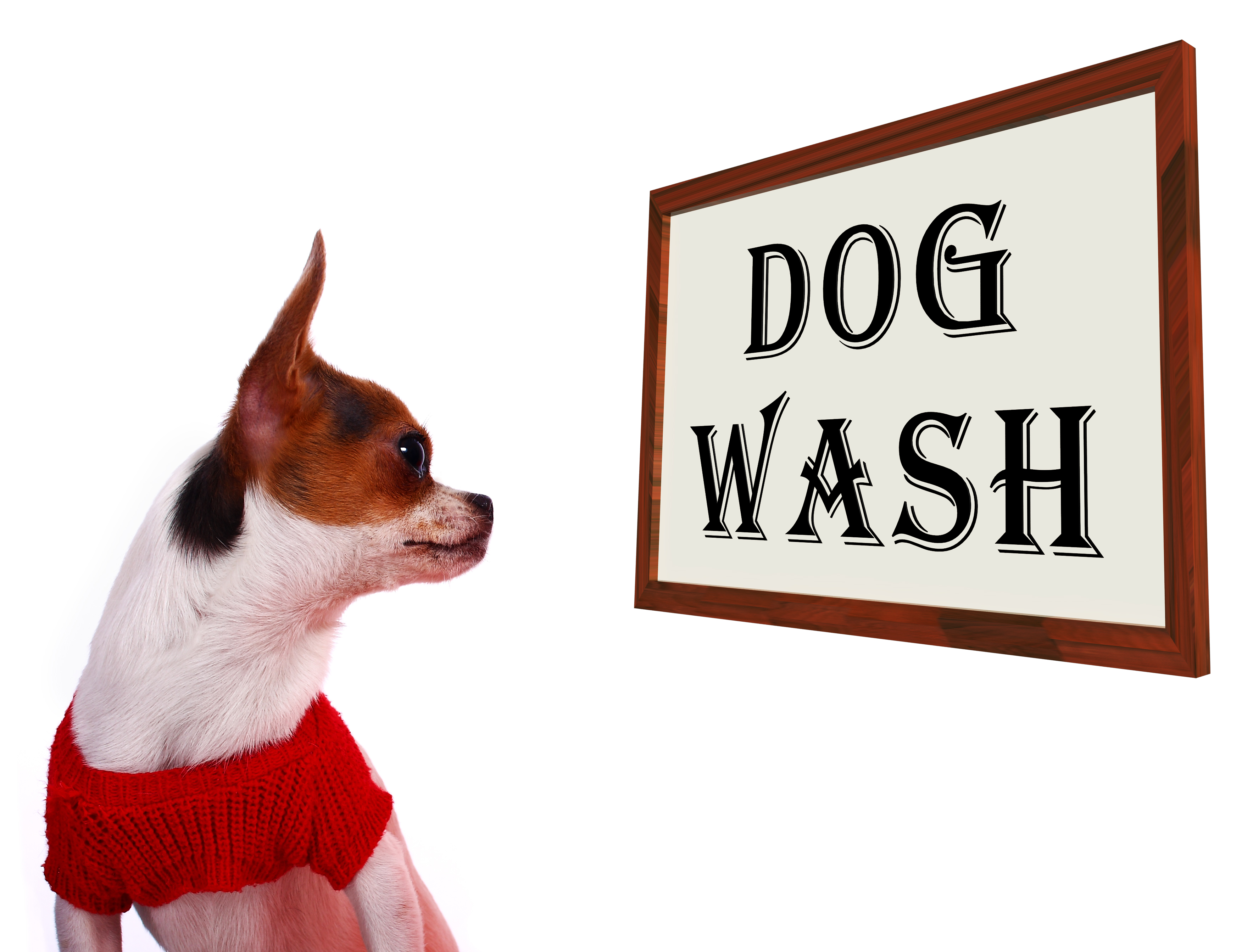 Dog Wash Sign Showing Canine Grooming Washing Or Shampoo