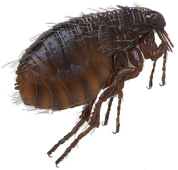 Giant flea