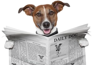 Jack Russell Reading Newspaper 300