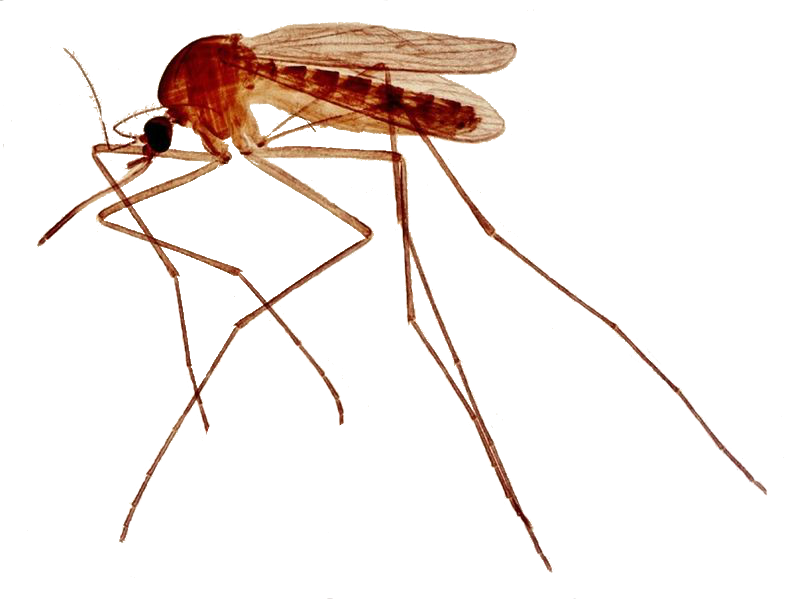 Heartworm Mosquito female 3